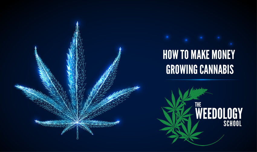 HOW TO MAKE MONEY GROWING CANNABIS